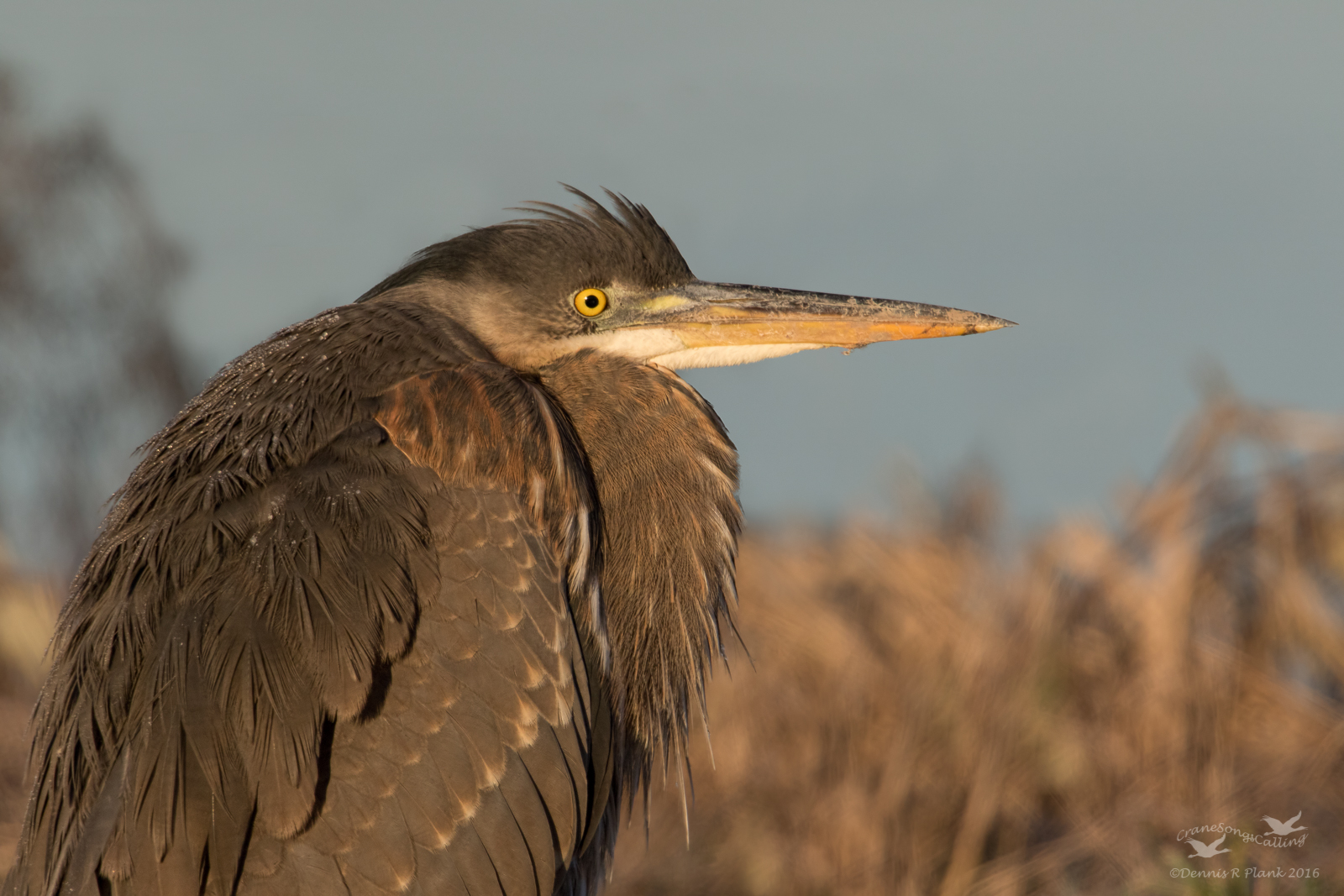Early Morning Heron