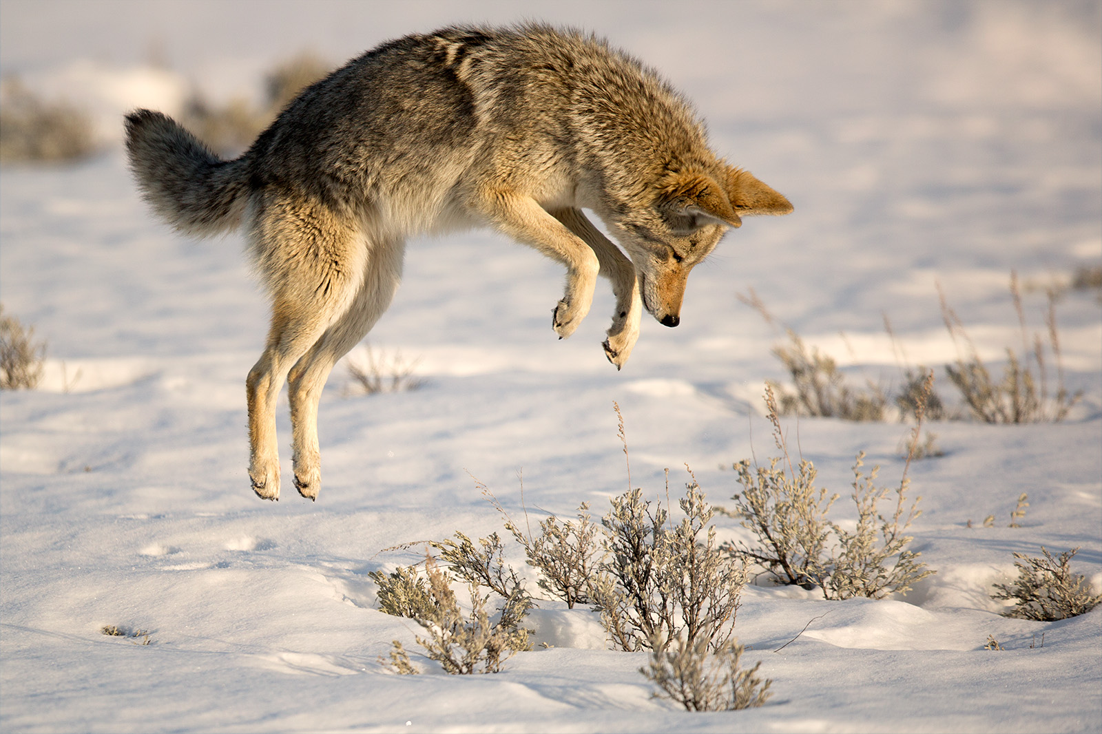 Mousing Coyote