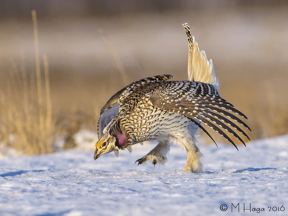 Sharp-tailed Grouse
