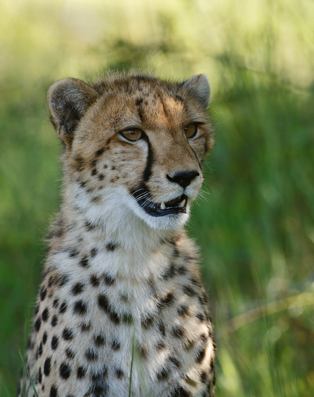 Young Cheetah