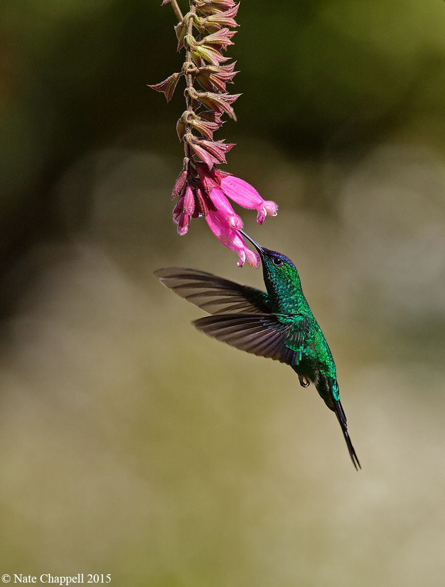 Violet-capped Woodnymph