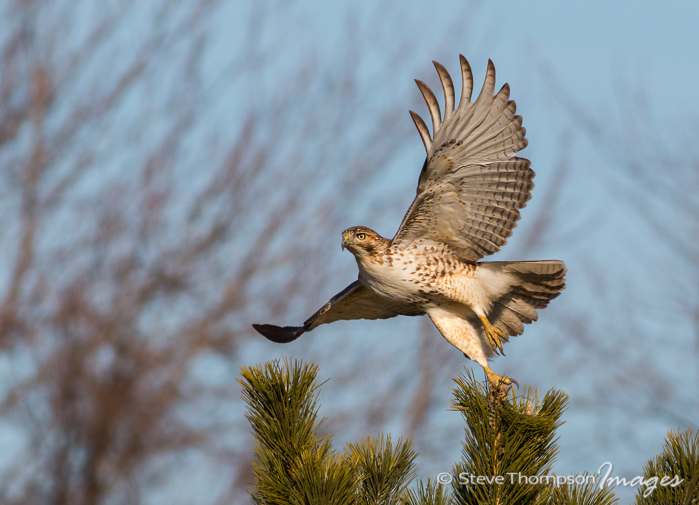 Juvi Red-Tailed