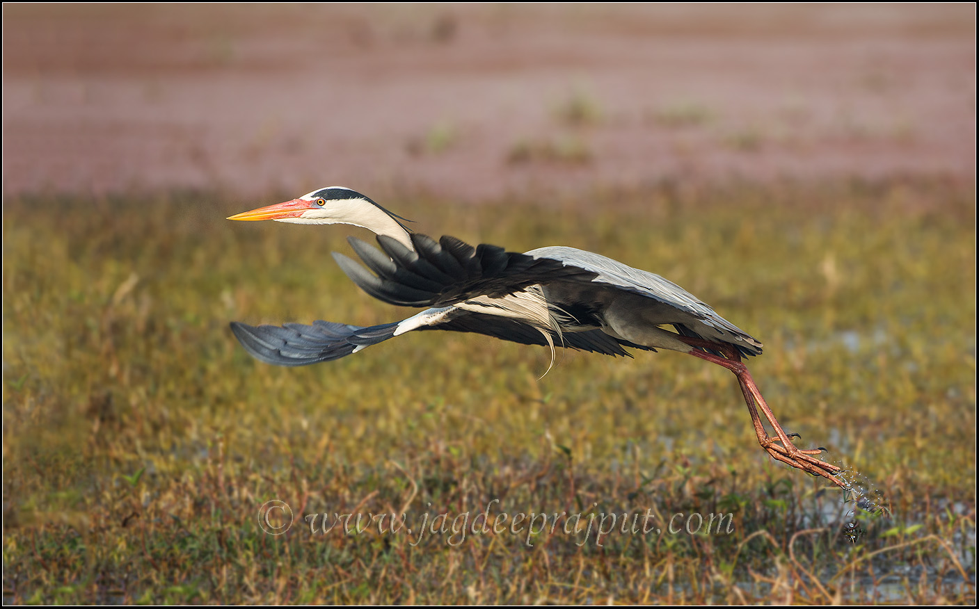 Grey Heron taking off