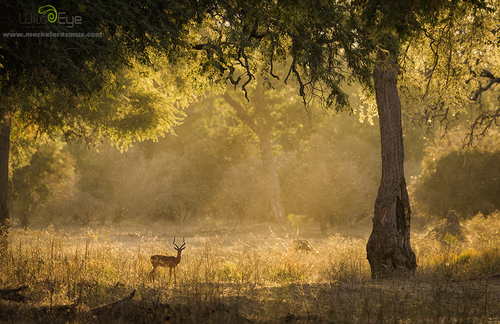 Enchanted Impala