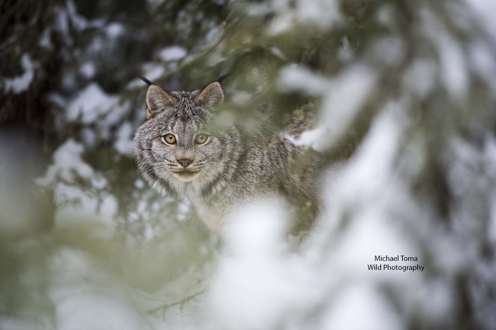 Lynx Stare