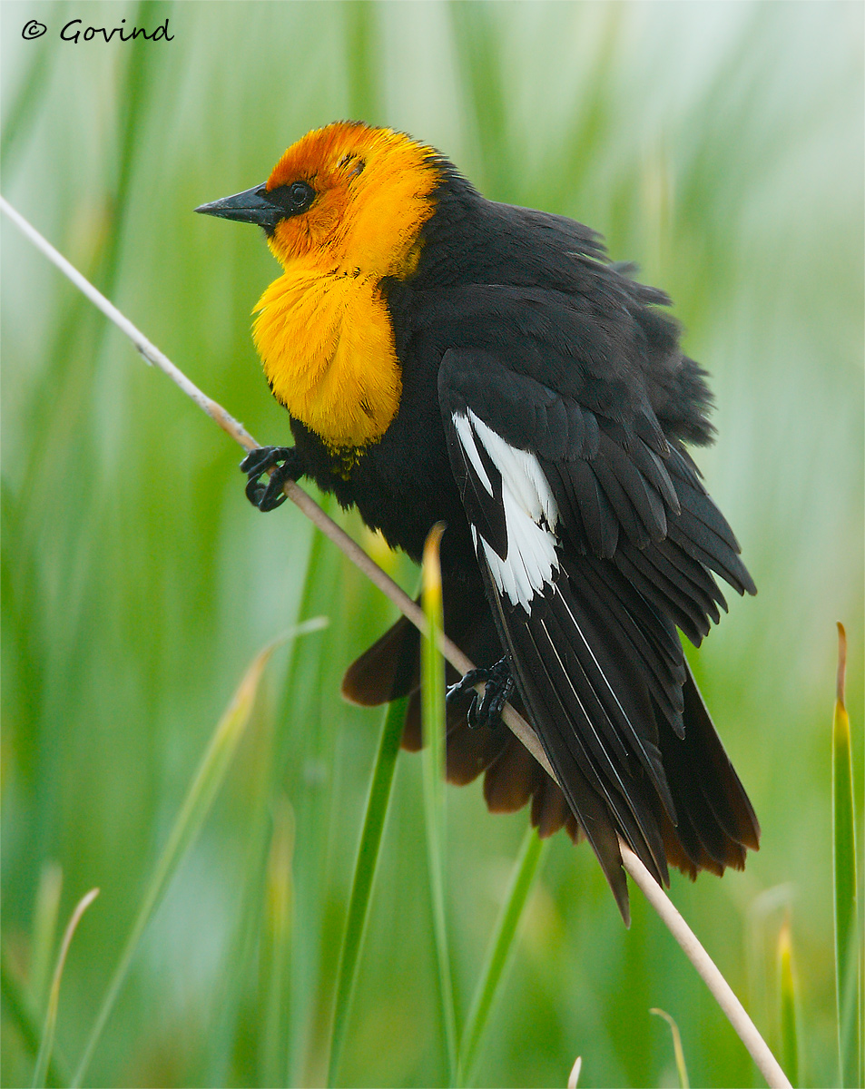 Yellow-headed blackbird