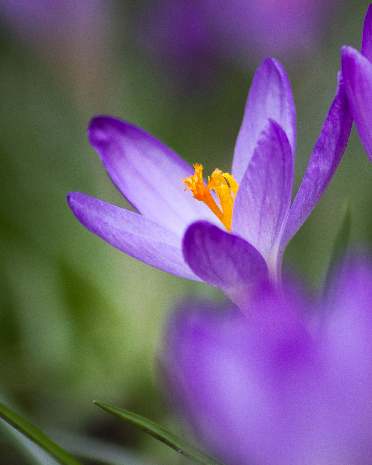 Crocus in a Crowd +rp