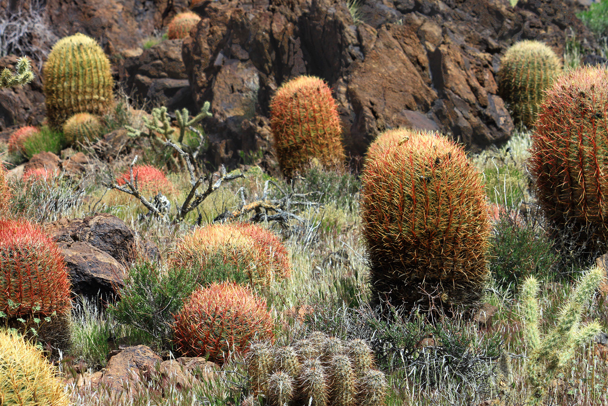 Mas Cacti