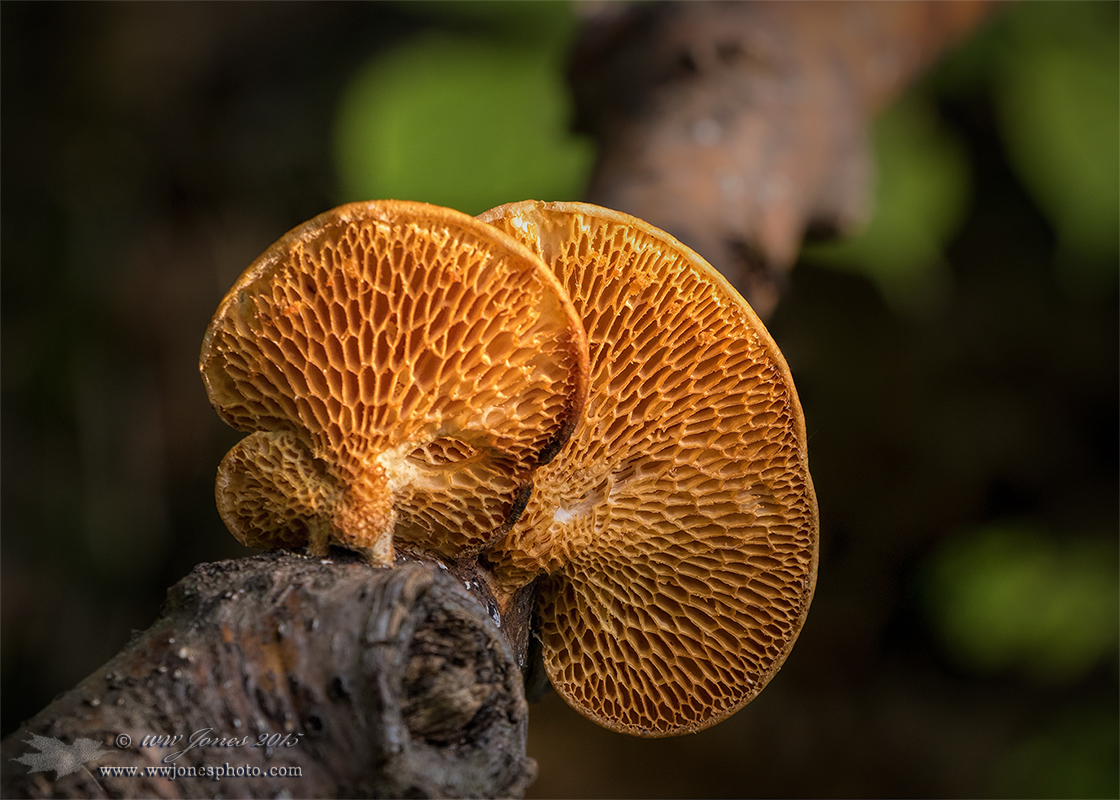 Polypore from Below