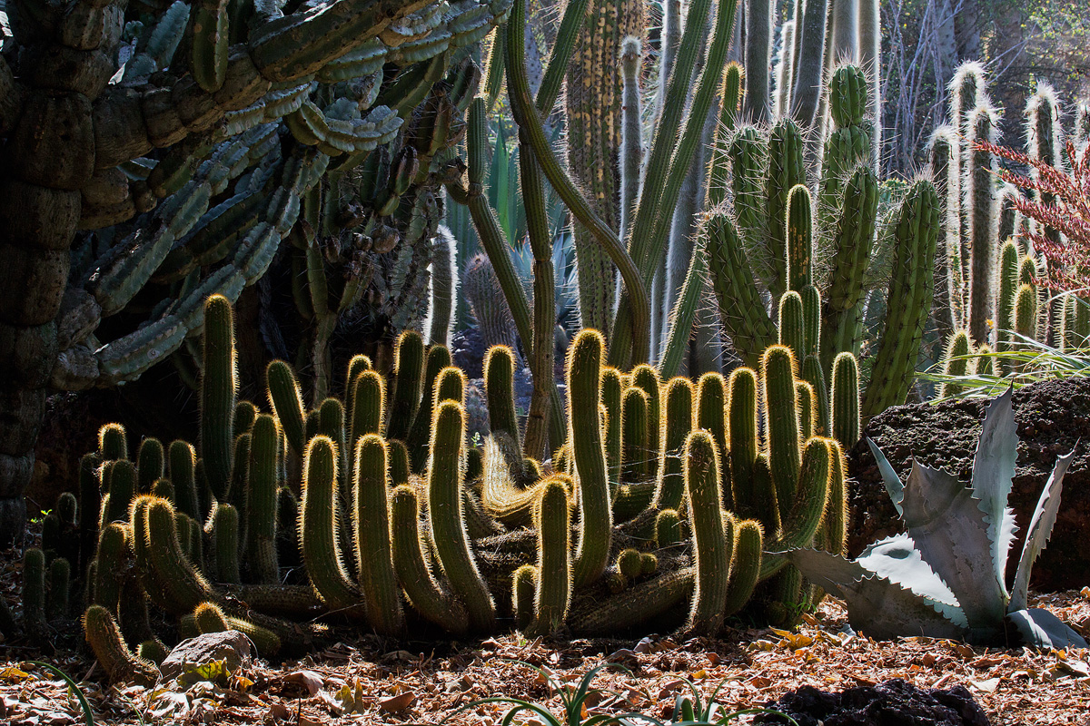 Desert Garden