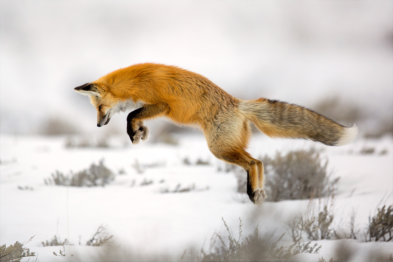Pounce