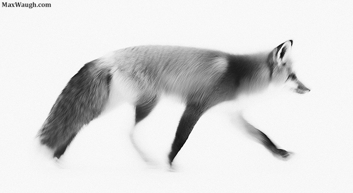 Another Fox Blur