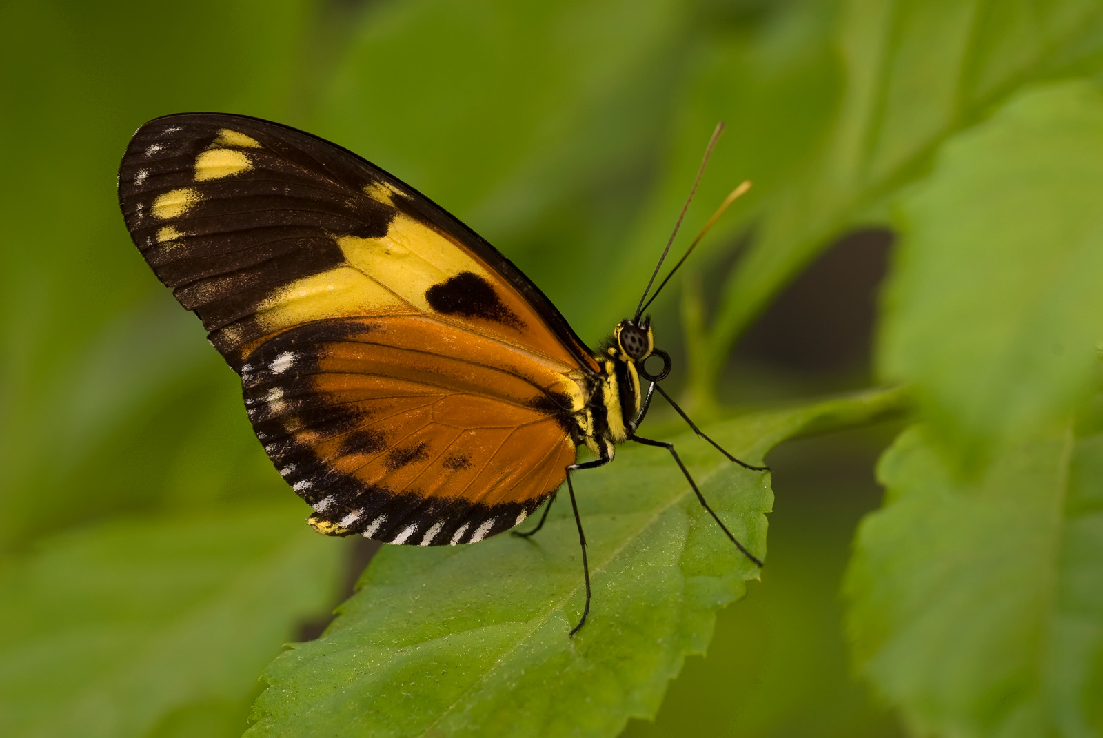 Disturbed Tigerwing