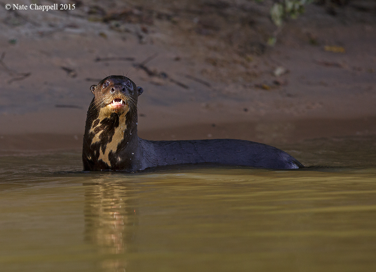 Giant Otter
