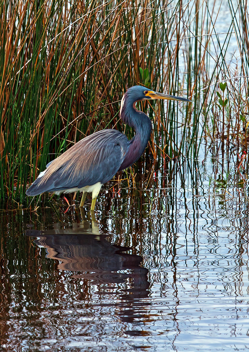 Merritt Tricolored Heron