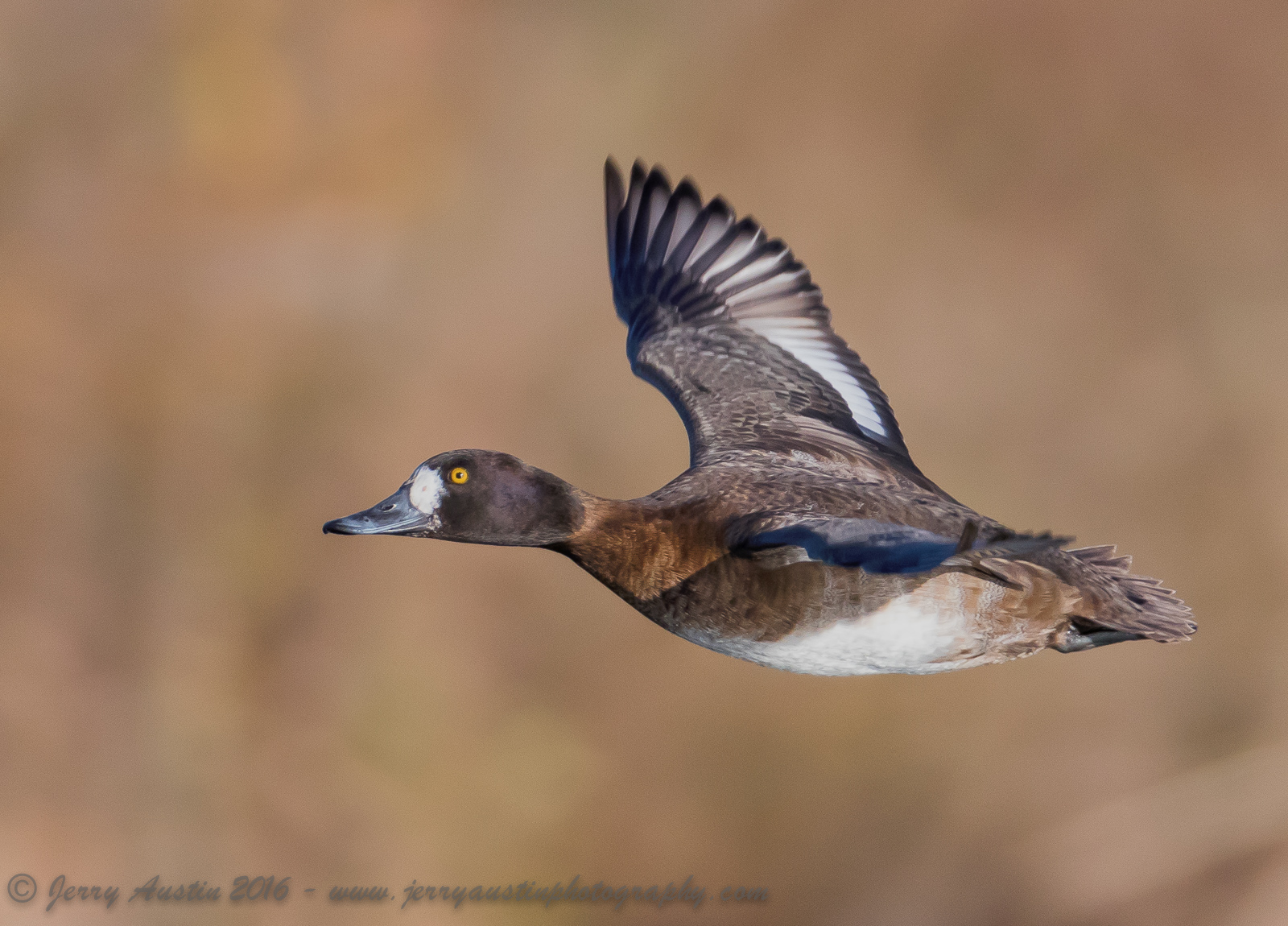 Lesser Scaup Hen