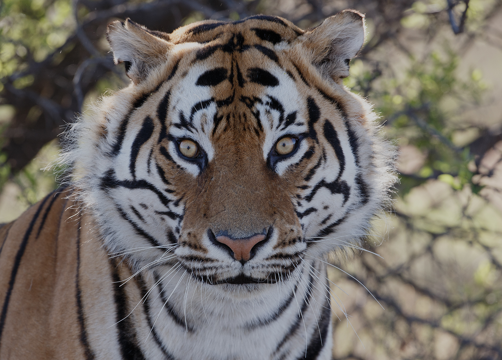 Happy Tiger