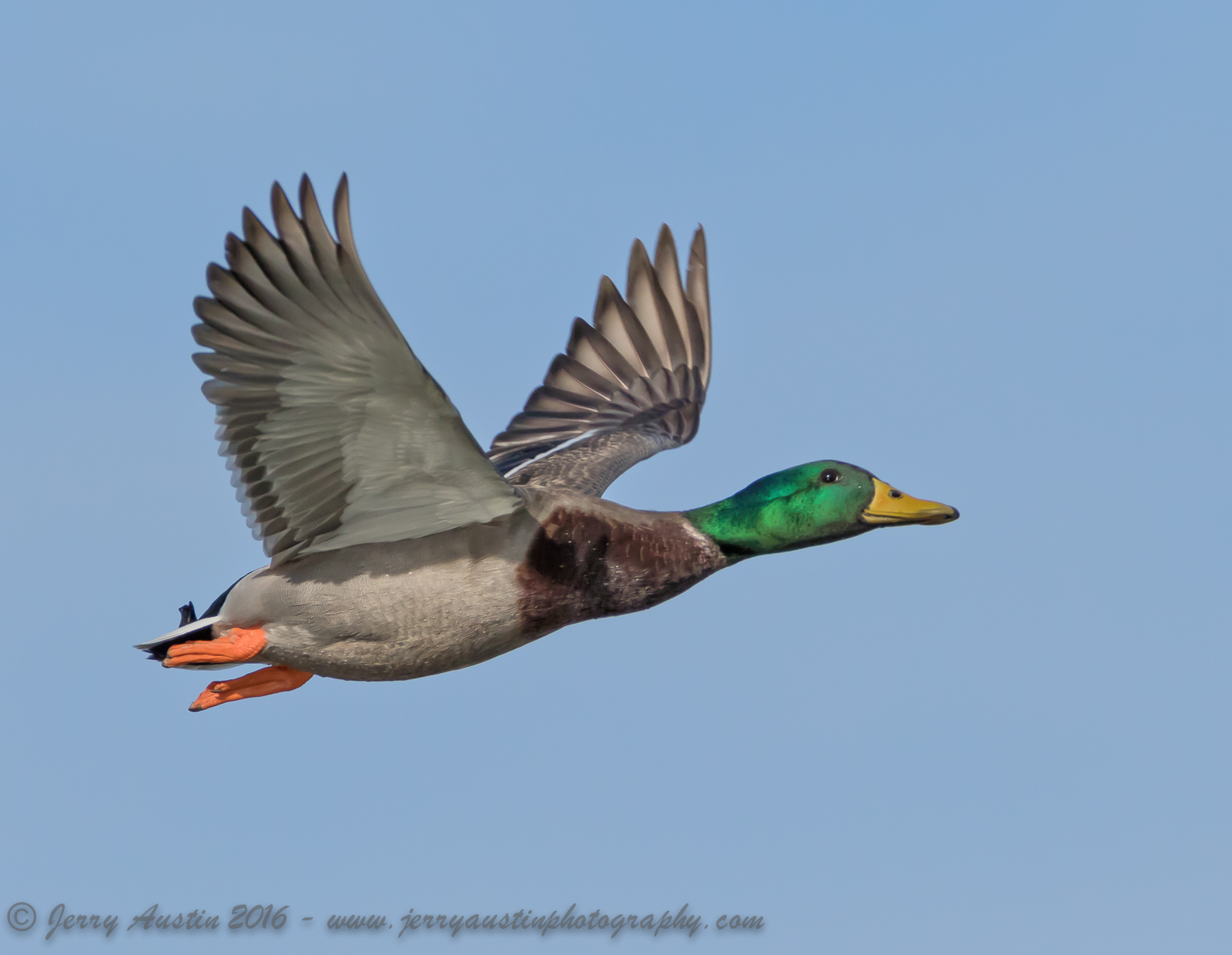 Texas Mallard Drake
