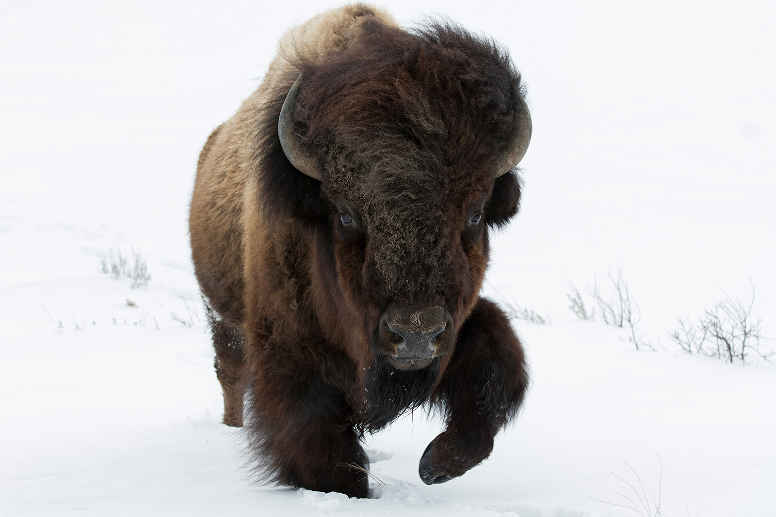 Bull