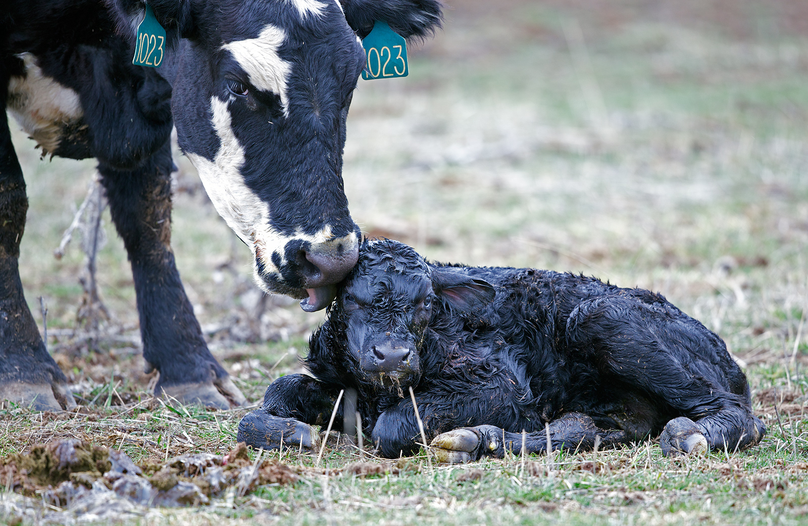 New Born Calf