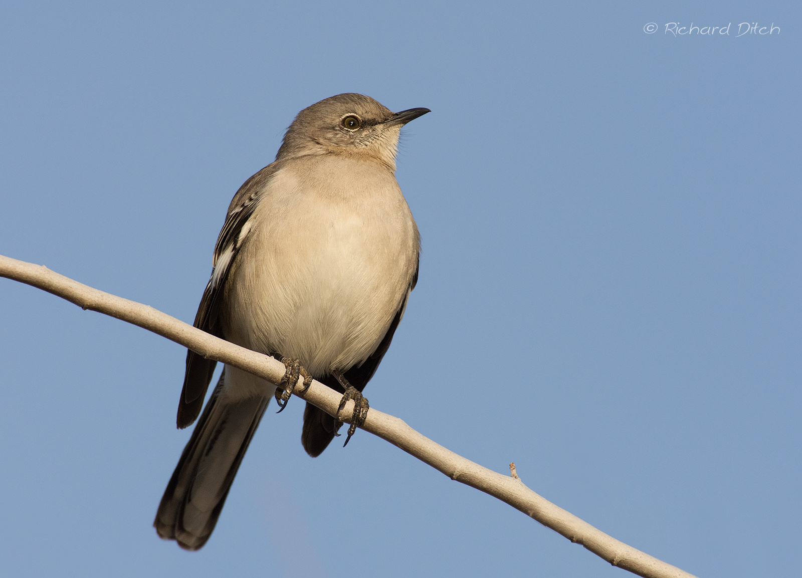 Northern Mockingbird