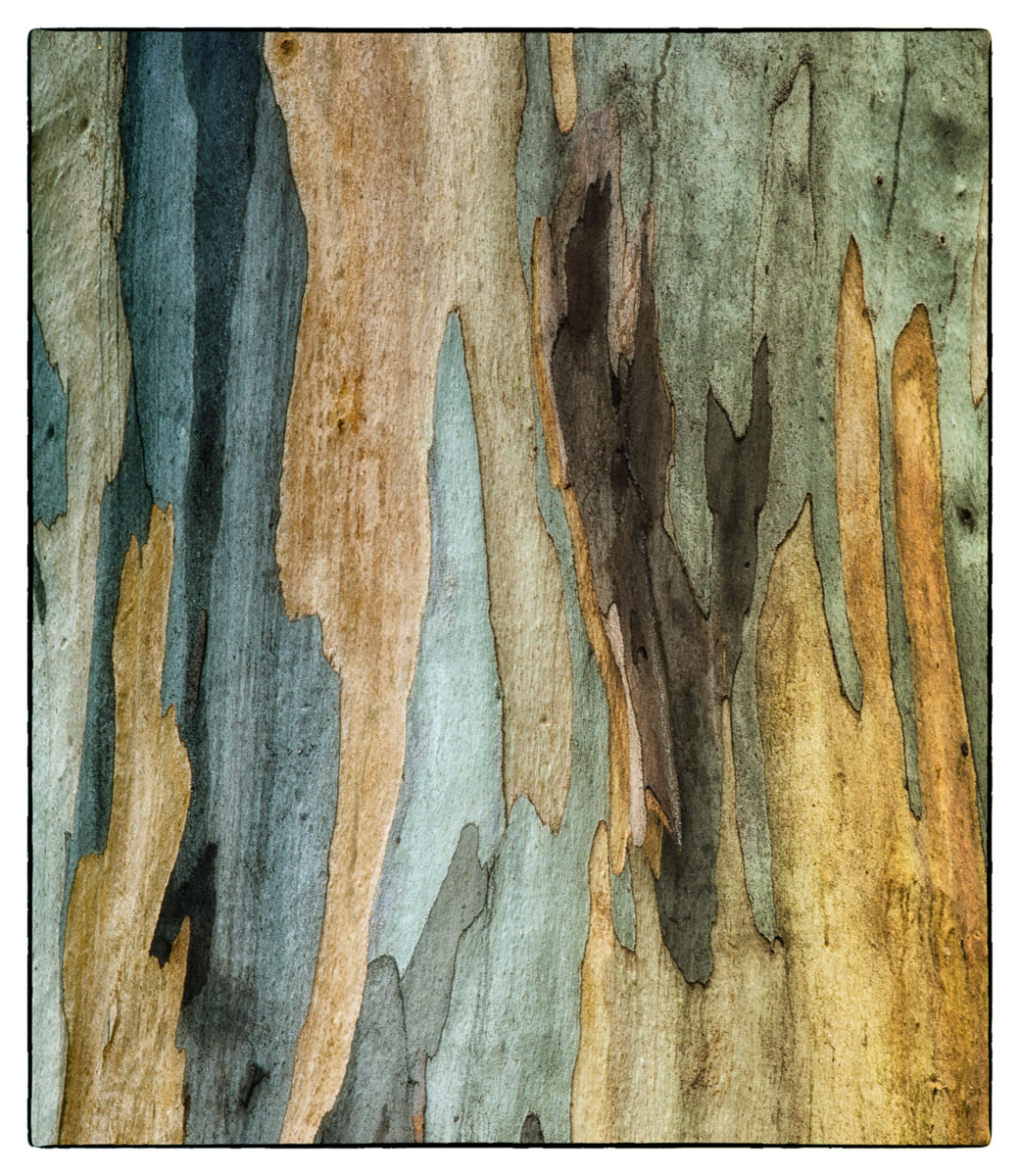 Eucalyptus Abstract