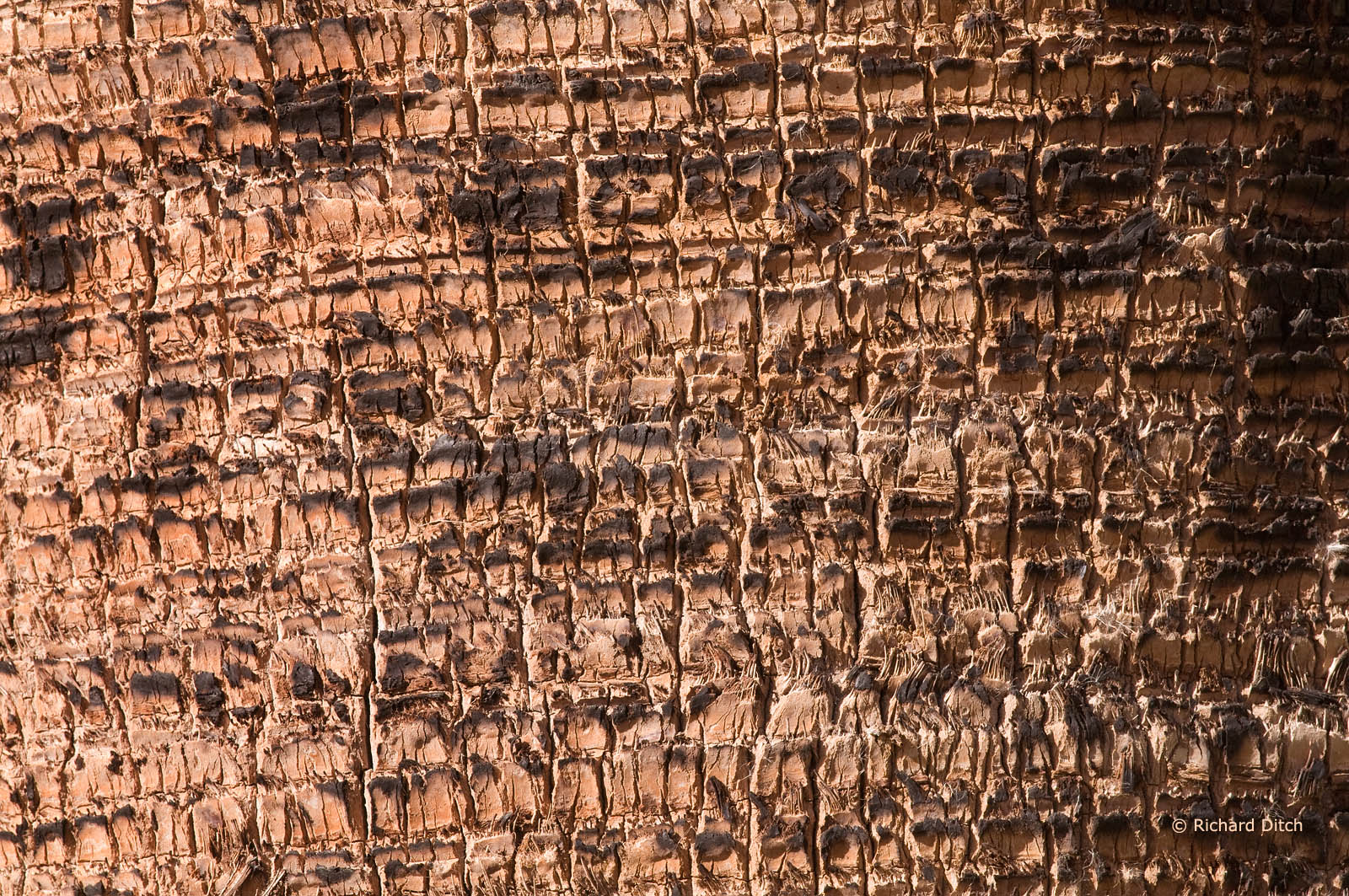 WC726 - Palm Tree Bark