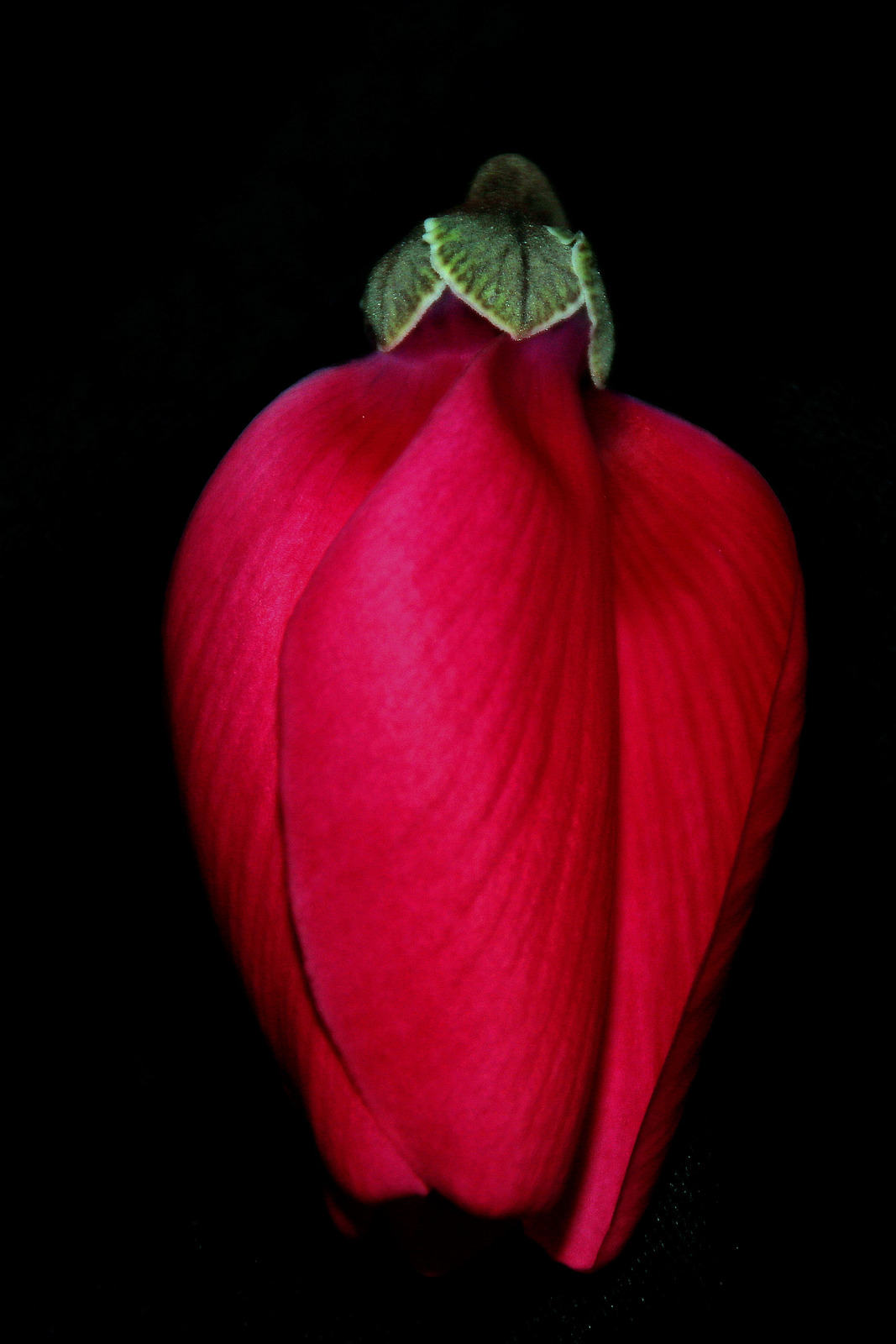 Cyclamen