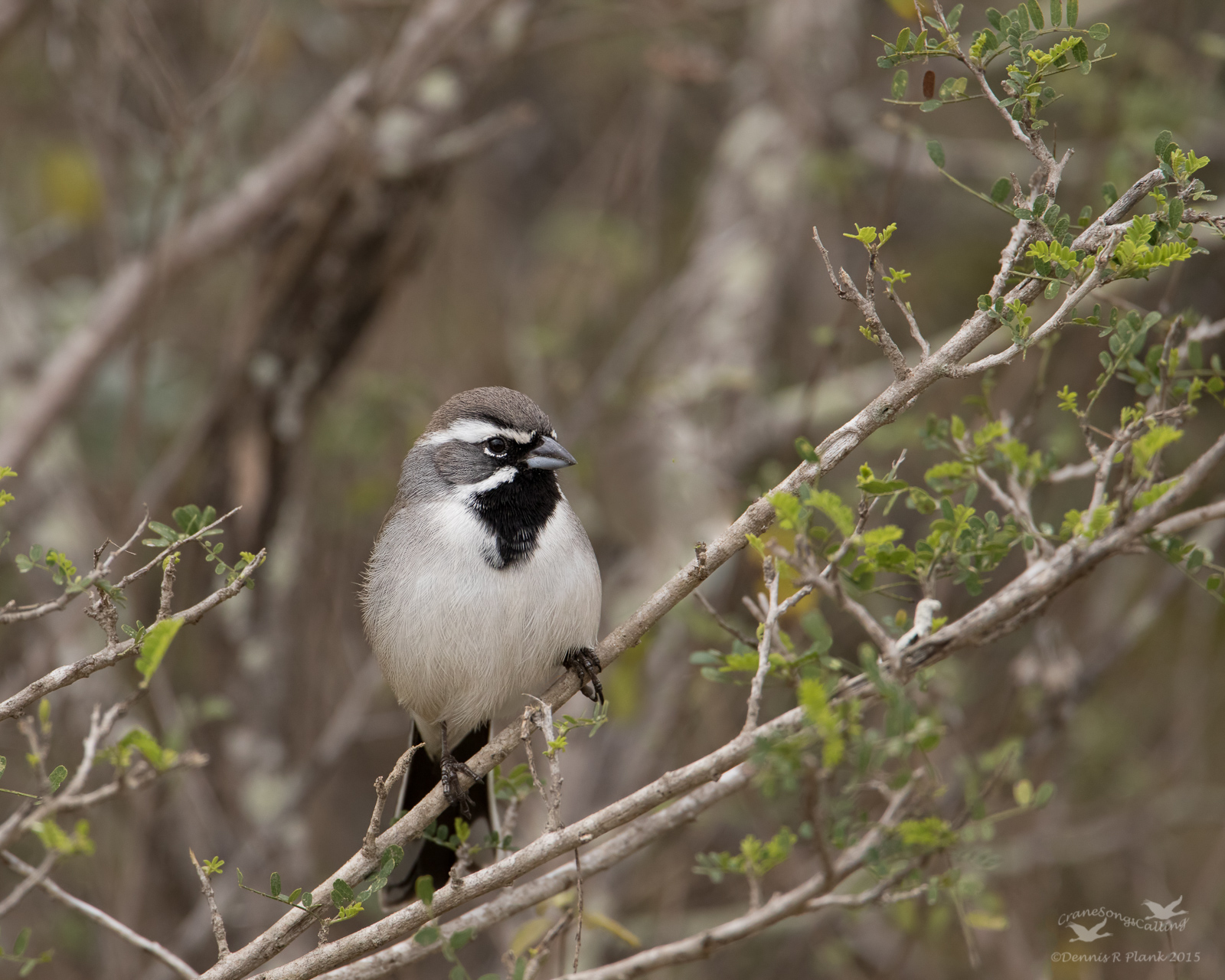 Black-throated Sparrow