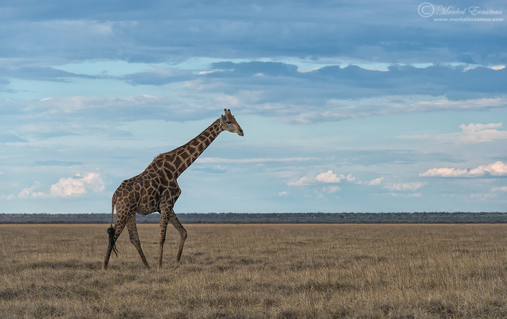 Ambling Giraffe
