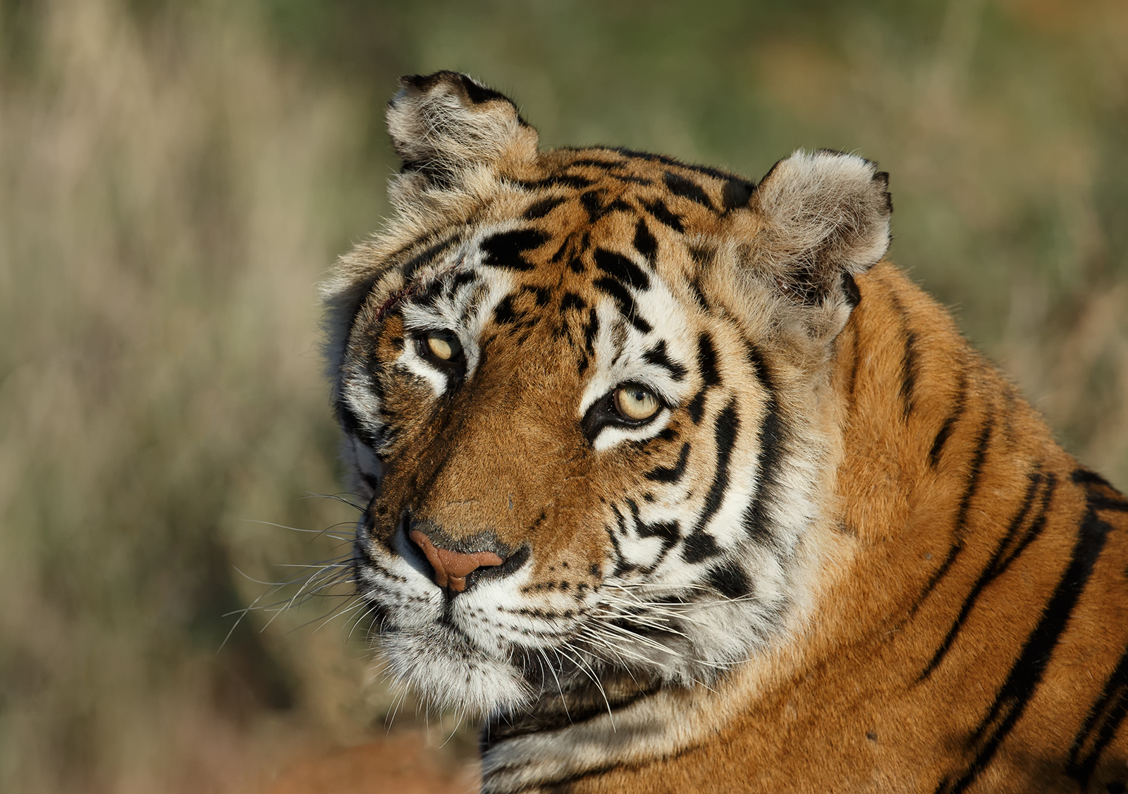 Relaxed Tiger