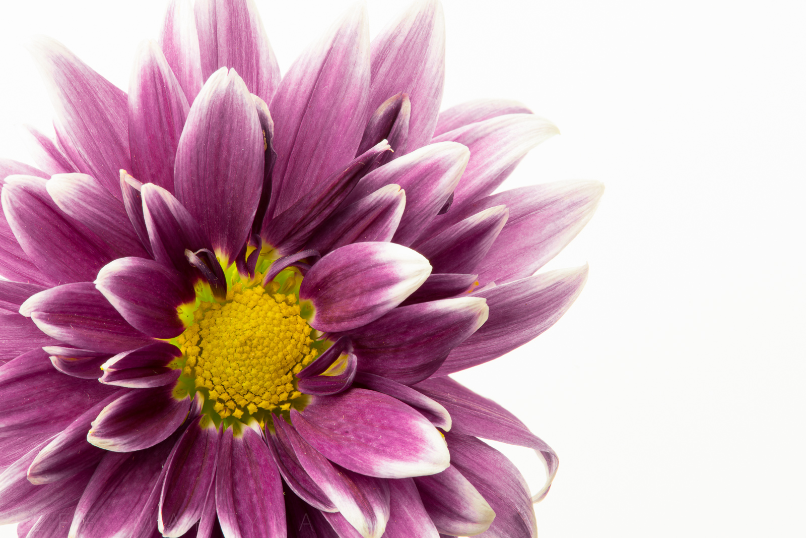 7 Stem Pompon