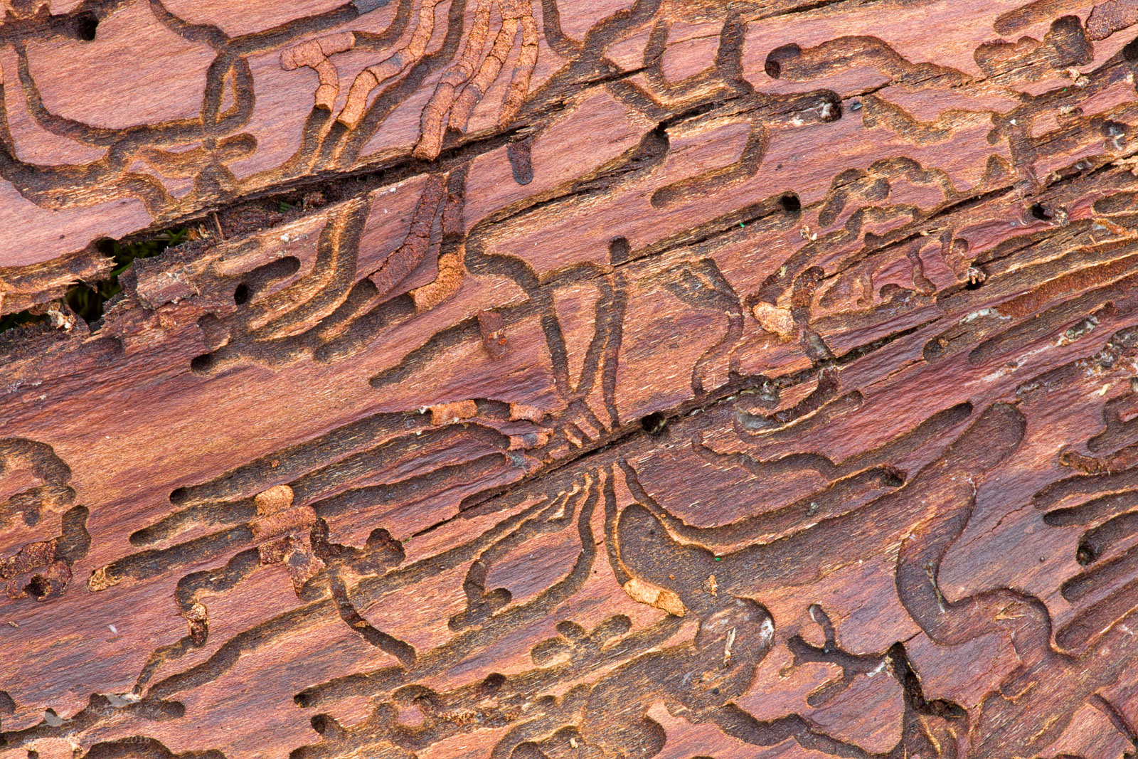 Inside-Out Douglas Fir