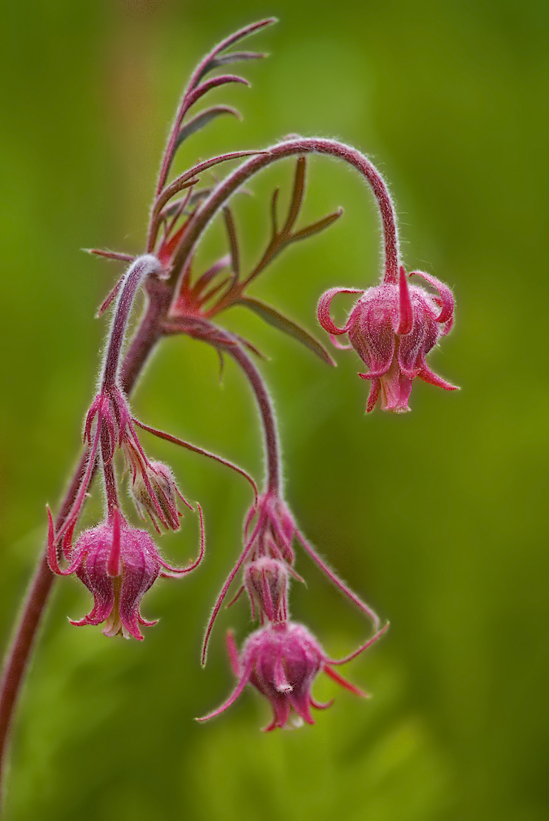 Prairie Smoke