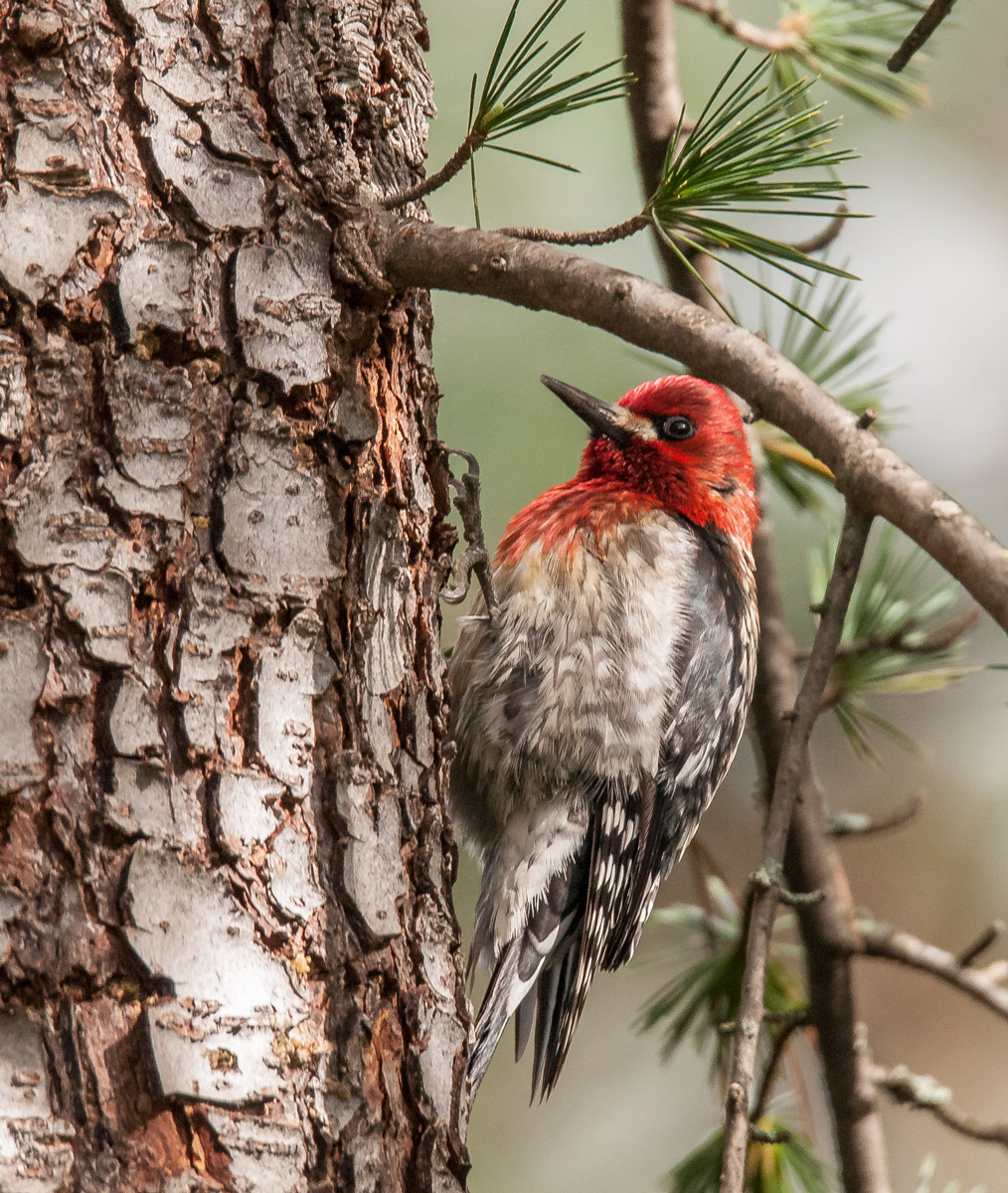 Red-breasted Sapsucker