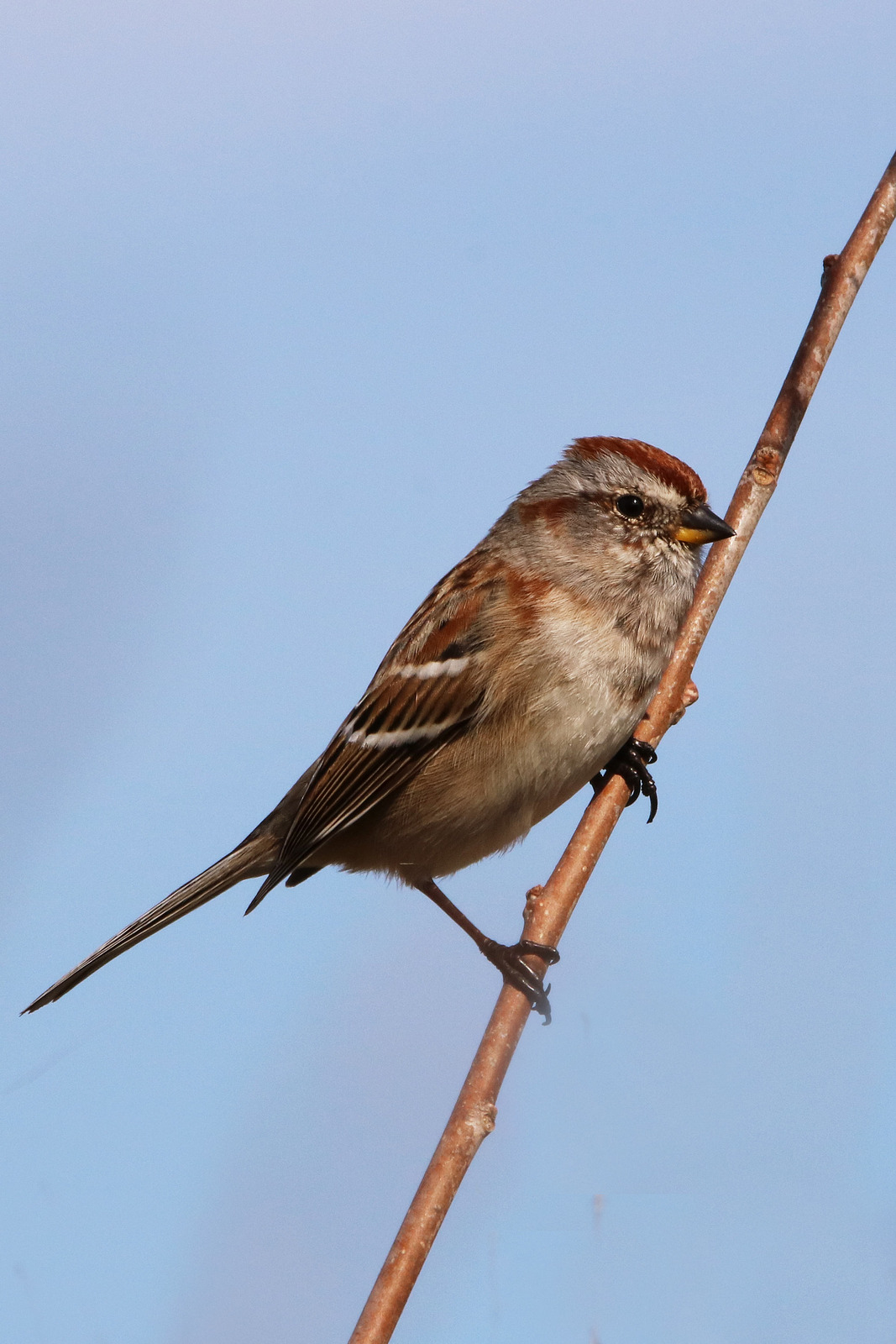 American tree sparrow
