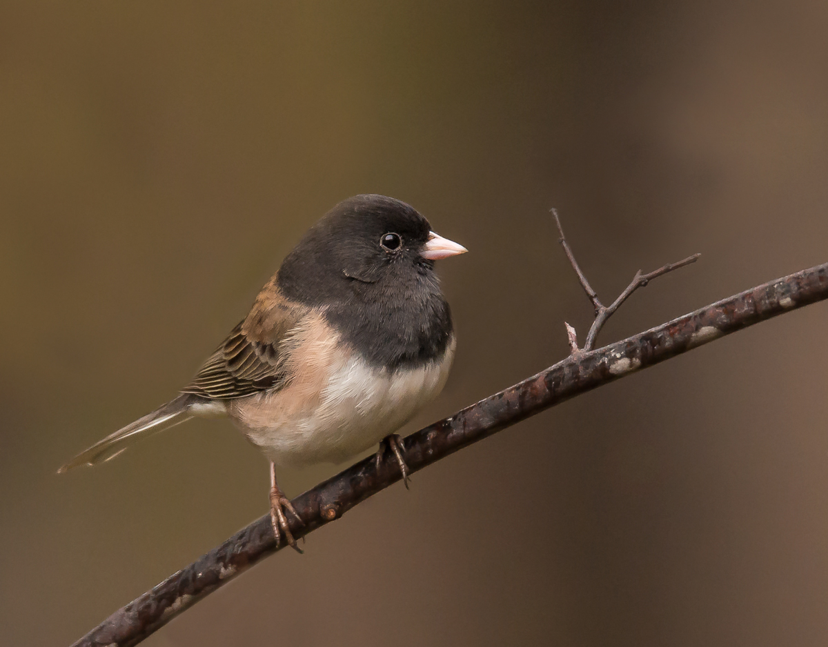 Dark-eyed Junco