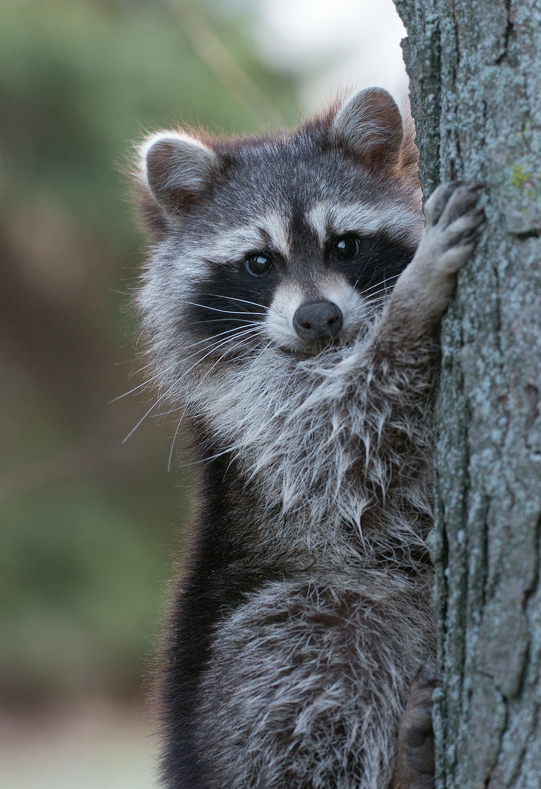 The Bandit