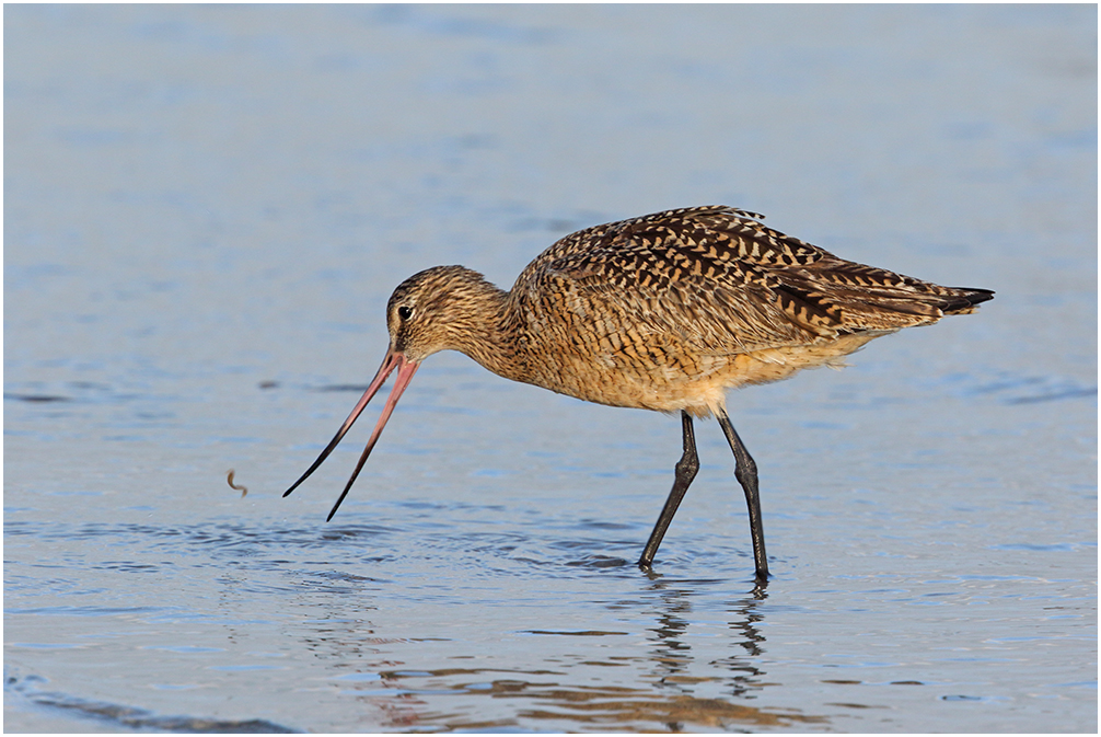 Marbled Godwit & Snack