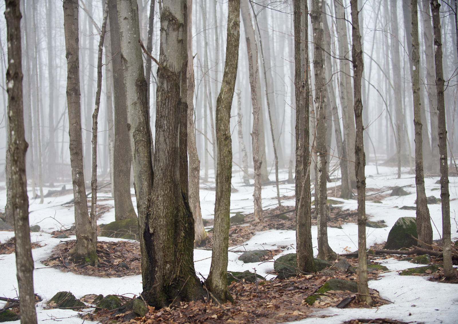 Fog in maple Bush