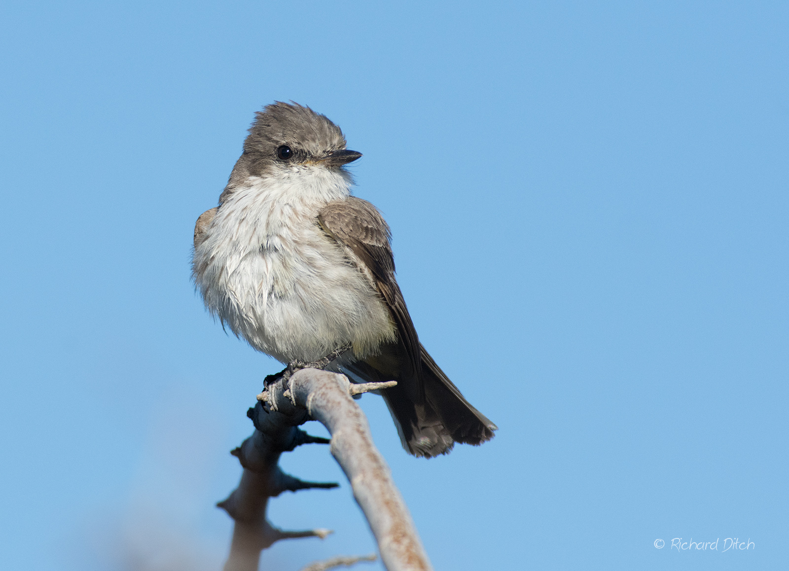Vermilion Flycatcher