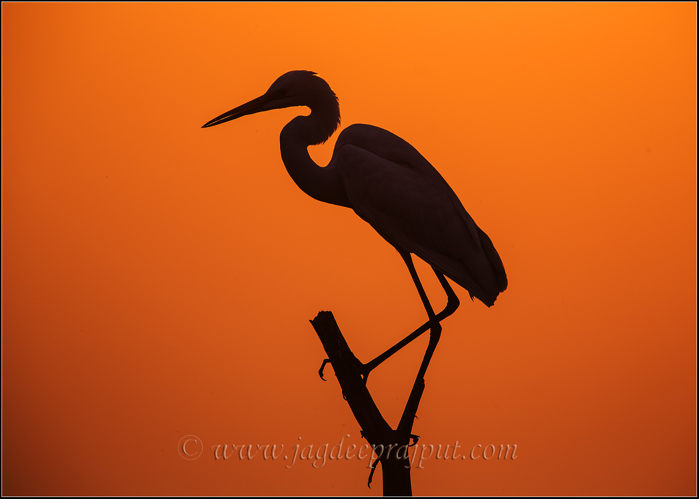 Large Egret at sunset