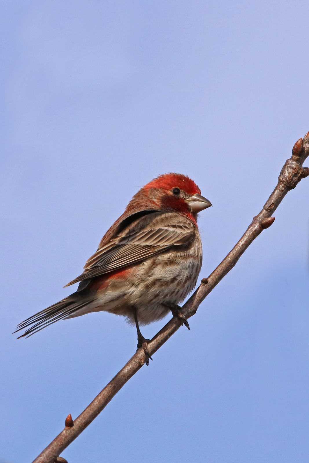 House finch