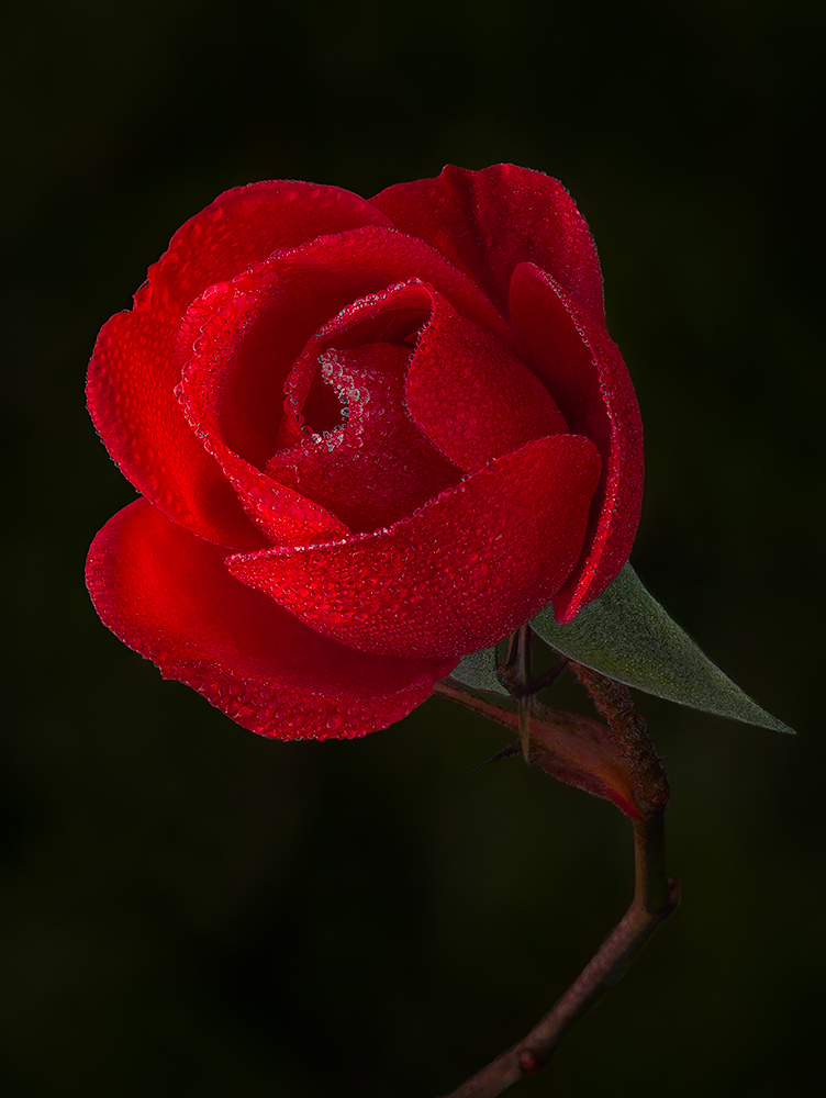 The jeweled red queen