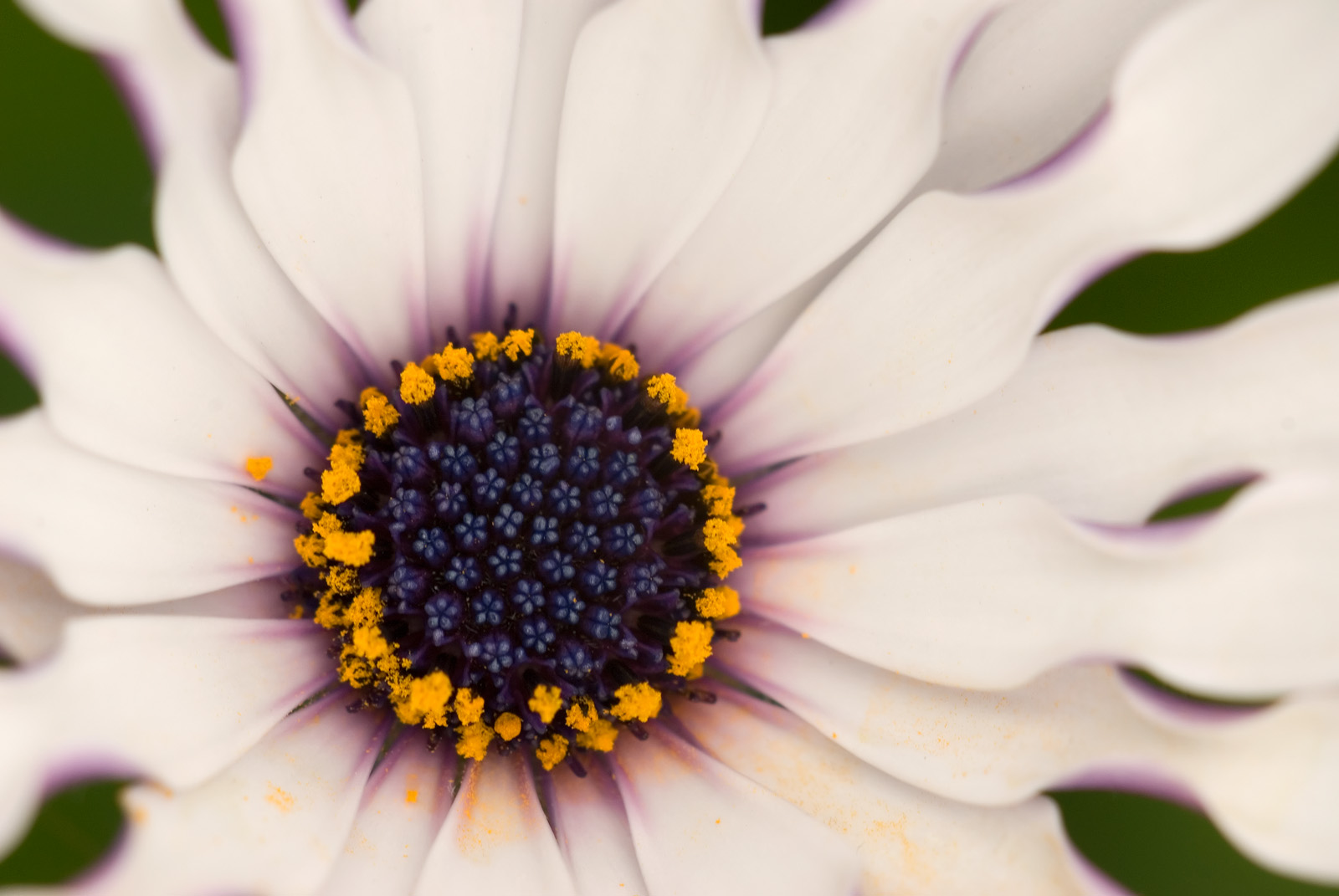 Sunscape Osteospermum + repost