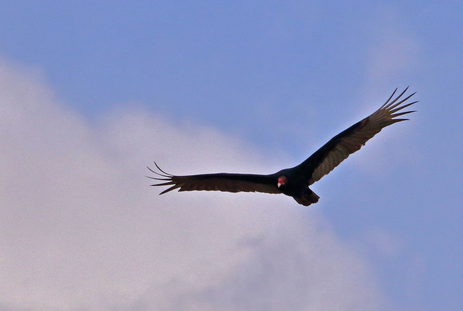 Turkey Vulture