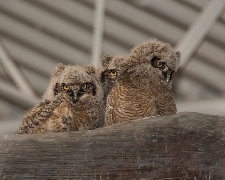 Menards Owls