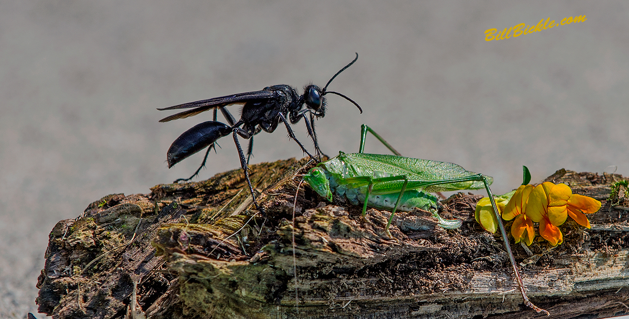 Katydid Hunter 