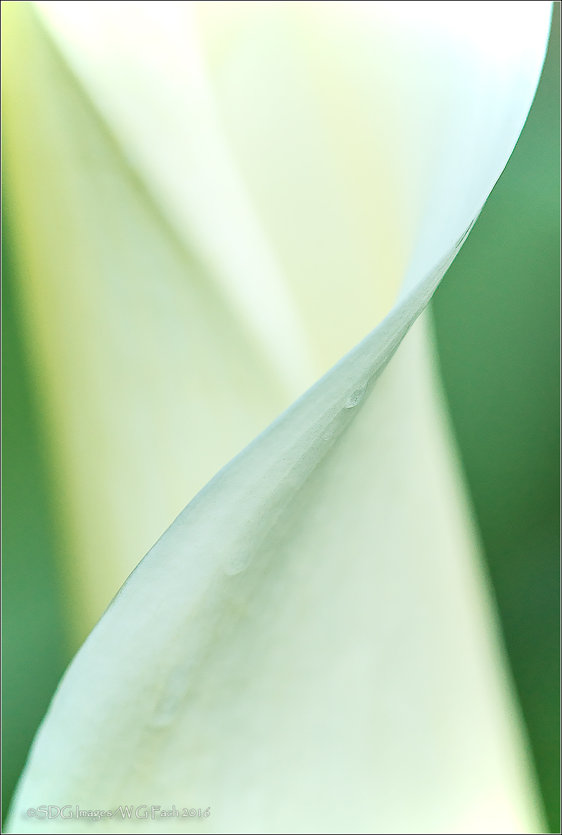 Sinuous