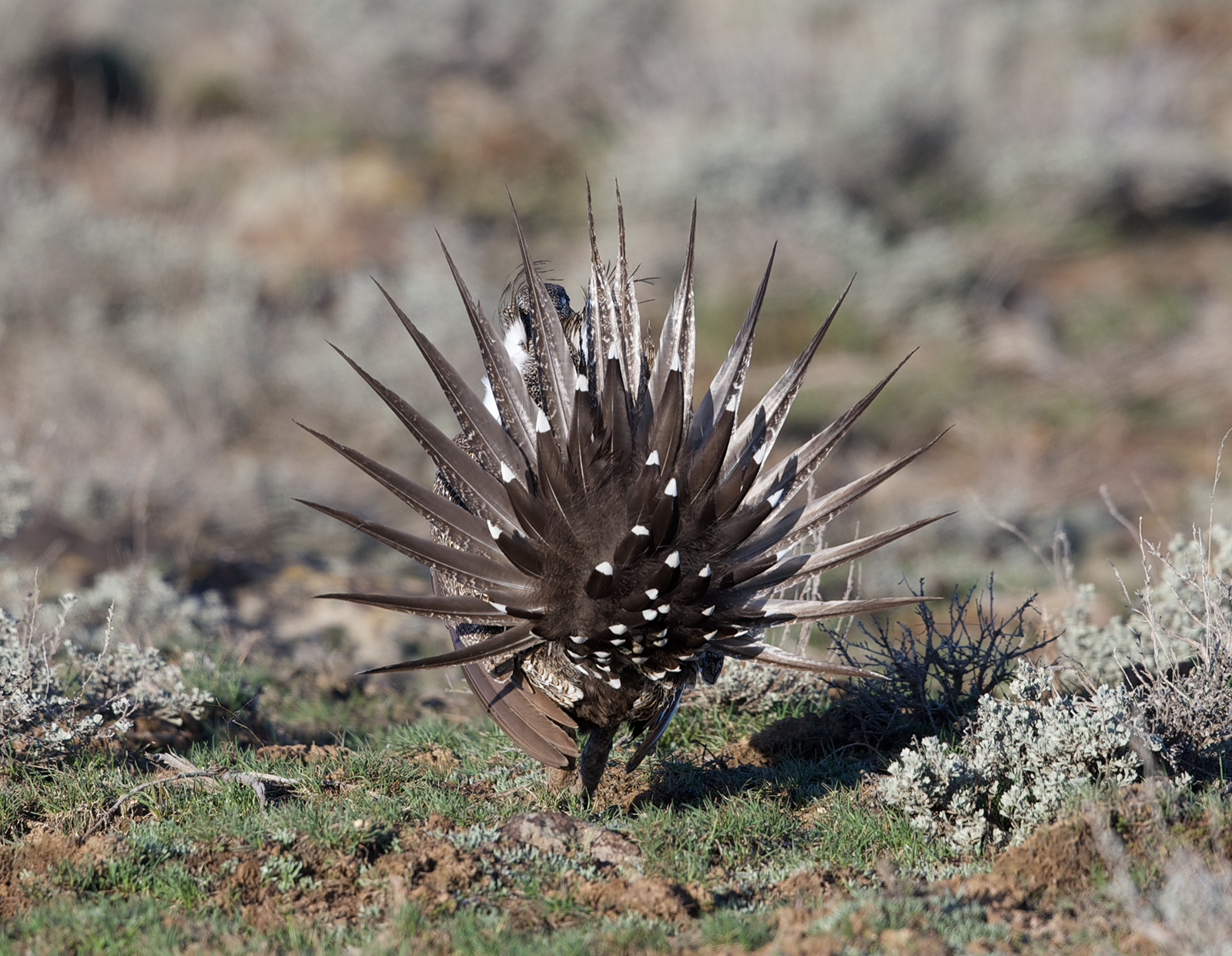 Greater Sage-Grouse IV